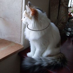 collier  type lakhovsky pour chat