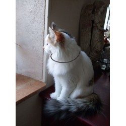 collier  type lakhovsky pour chat