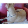 collier  type lakhovsky pour chien
