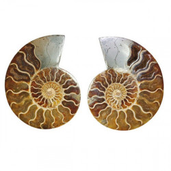 Ammonites