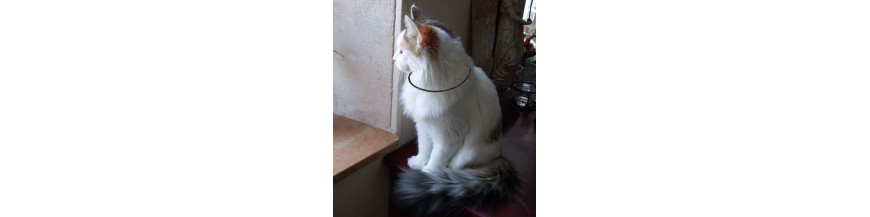 collier  animaux anneaux de vie