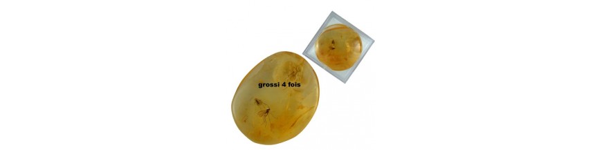 ambre