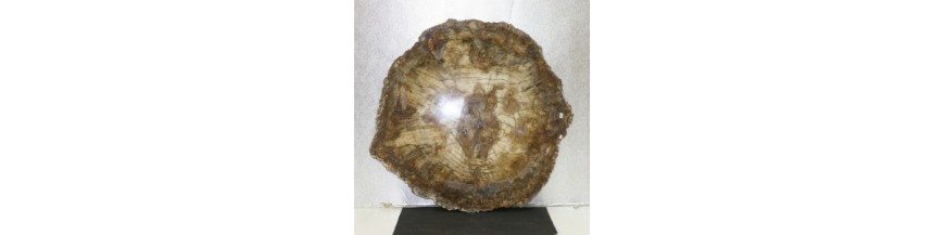 bois fossilisé