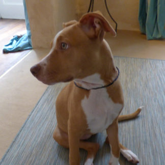 collier type lakhovsky pour chien