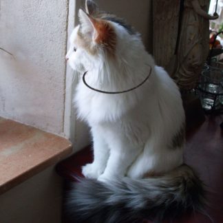 collier animaux anneaux de vie