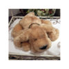 collier type lakhovsky pour chien