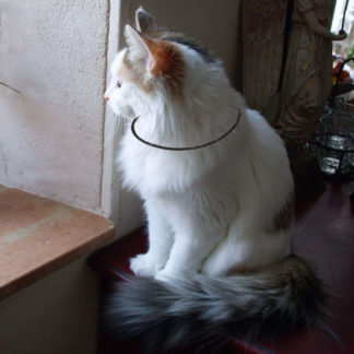 collier type lakhovsky pour chat