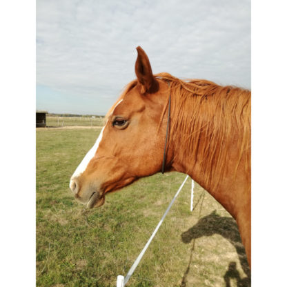 collier type lakhovsky pour cheval