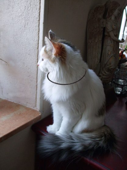 collier selon lakhovsky pour chat
